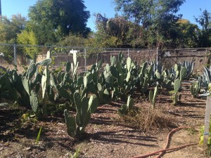 cactuses