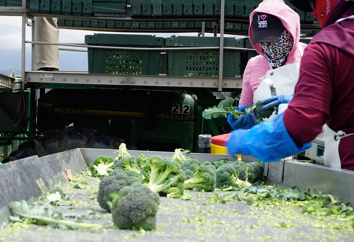 Farmworkers trim perfectly edible leaves from broccoli routinely as part of processing -- we're rescuing them them through our Imperfectly Delicious Produce program. Photo by Claire Cummings/BAMCO  