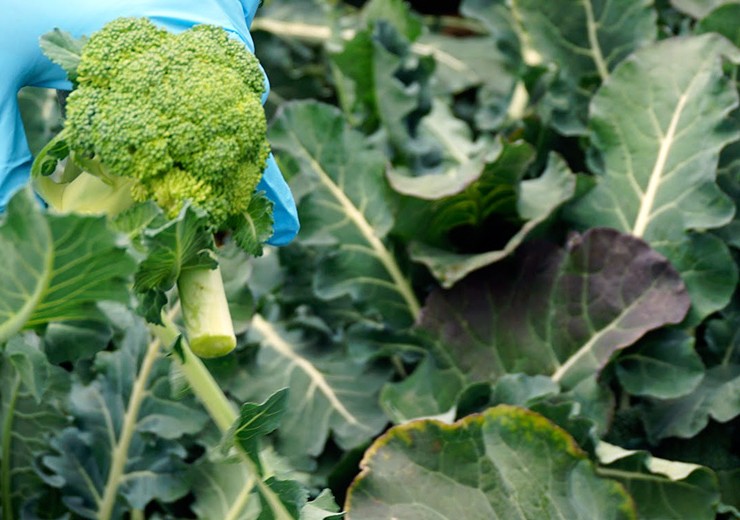 broccoli_leaves_4223_header