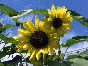 sunflowers_1200