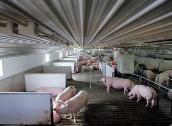 humane-pig-farming-hero-3_news clip only