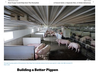No Free Lunch: What “Gestation-Crate-Free” Pork Actually Means