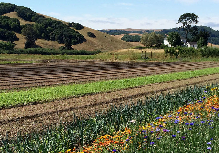 norcal chef exchange_county line harvest fields 2_1420x520