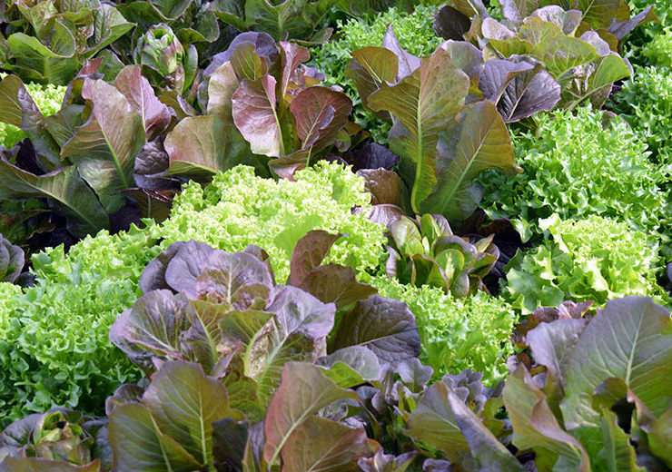 cleveland area_green city growers_greens_1420x520