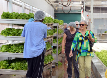 cleveland area_green city growers_greens_1420x520