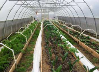 Case Western’s Farm Grows Minds and Food