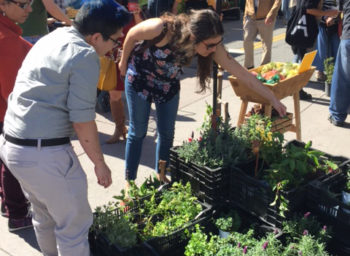 The Getty’s Culinary Team Finds Inspiration and Connection at the Farmers’ Market