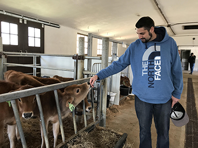 A calf nuzzling Lesley University Chef/Manager David Owen