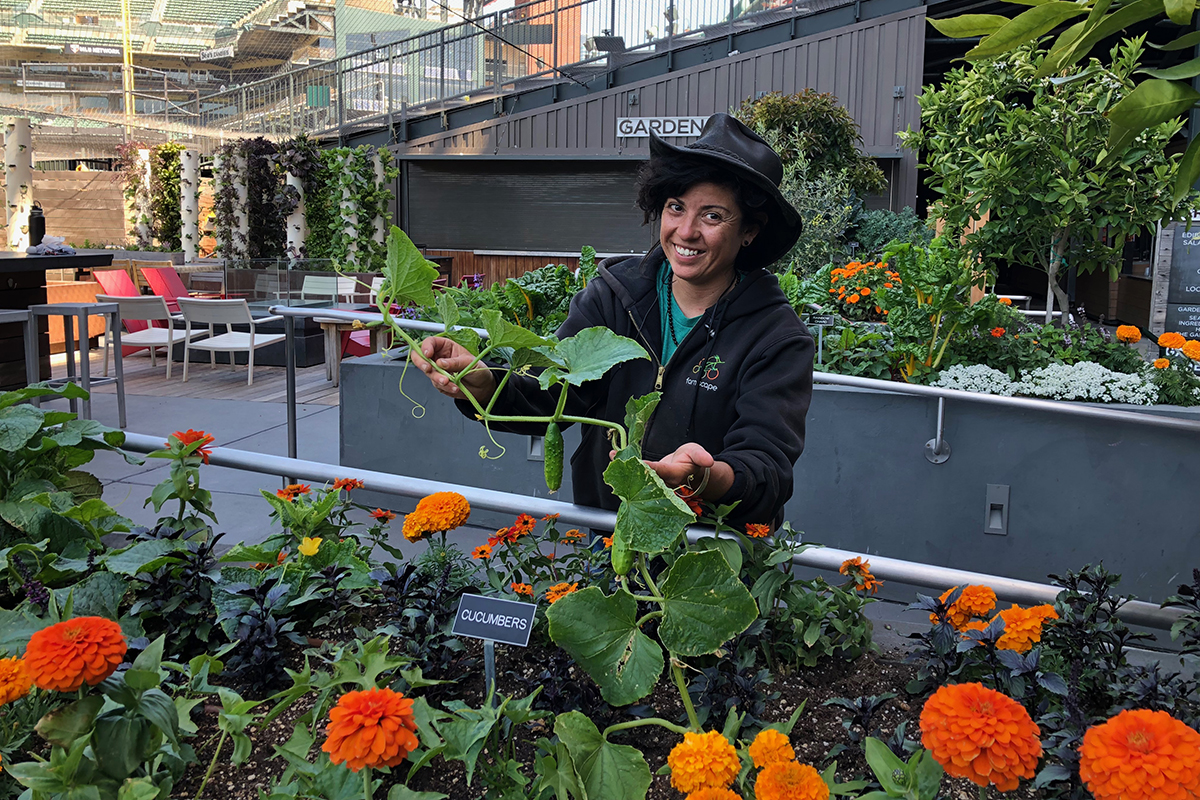 Farmscape farmer Cristal Alejandrez holding Row 7’s 7082 cucumbers growing at the Garden at Oracle Park