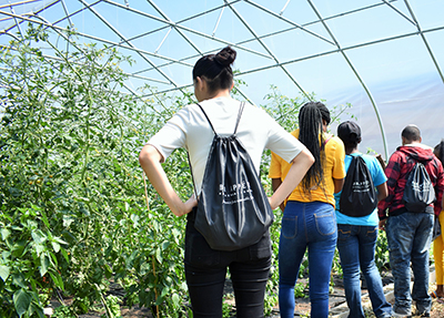Students learn about growing tomatoes in a greenhouse environment