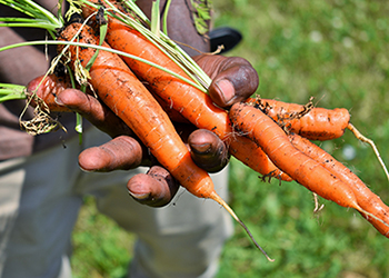 Carrots harvested from Windy City Harvest Rodeo Farm