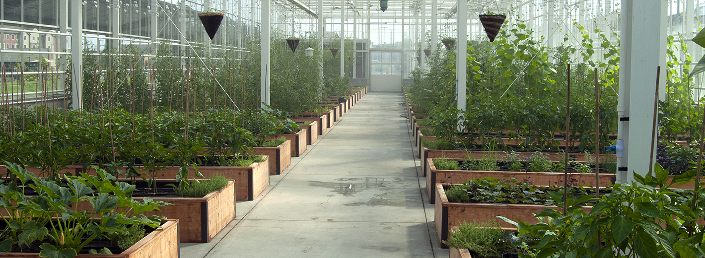 Inside the Overstock.com greenhouse
