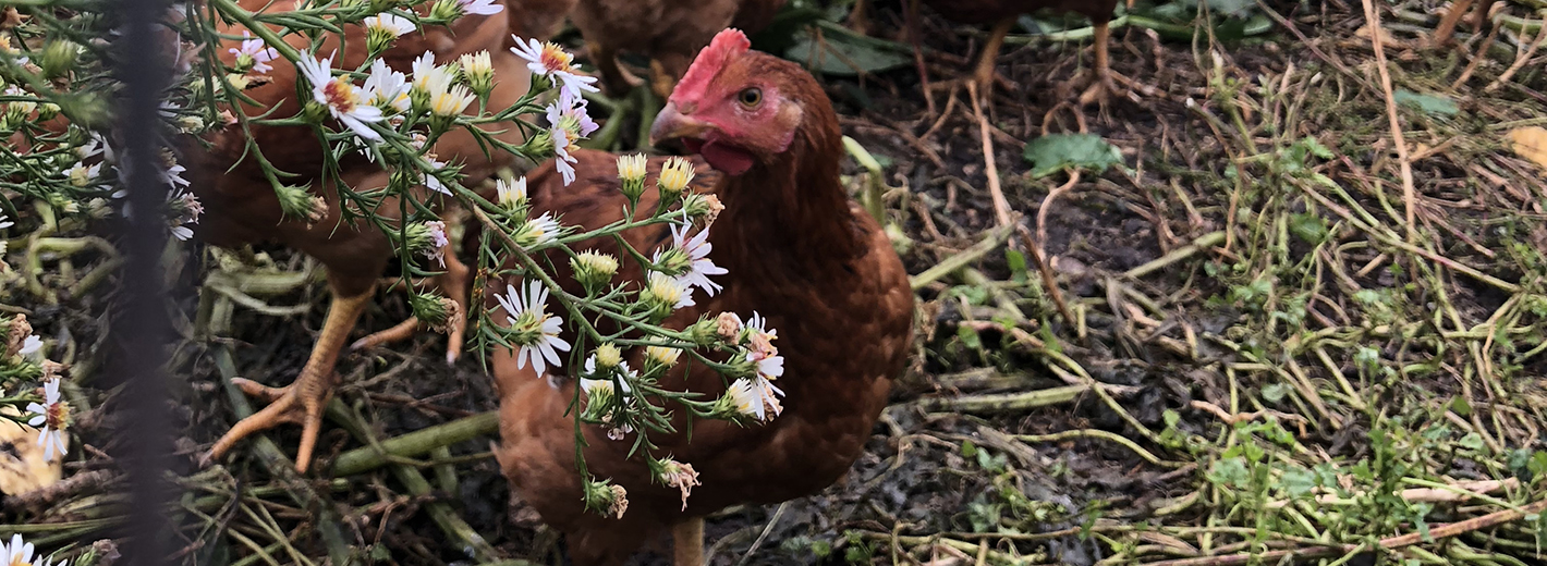 Main Street Project free-range chickens