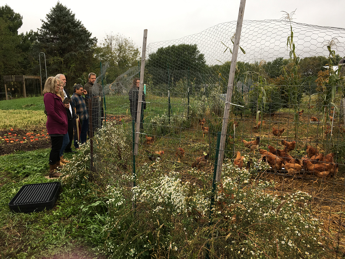 Bon Appétiters observe Main Street Project free-range chickens eating comfrey 