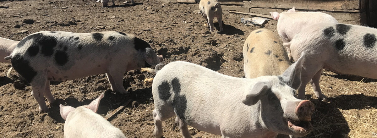Pigs at Weiser Family Farms