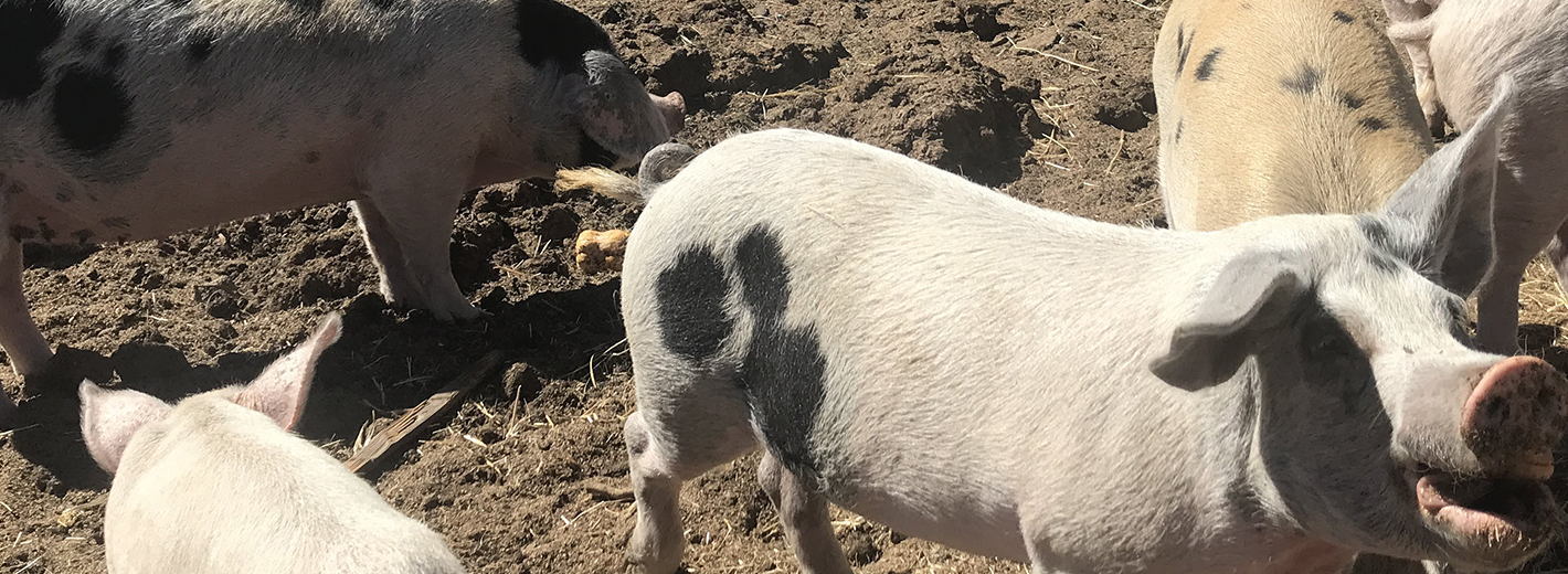 Pigs at Weiser Family Farms