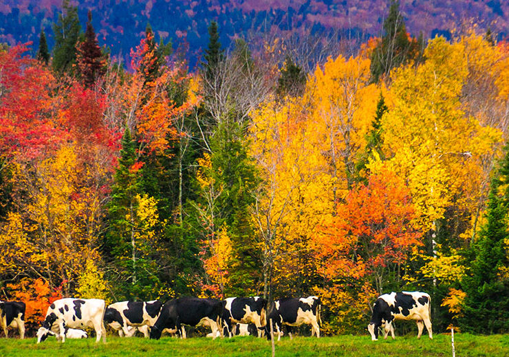 Bon Appétit-Served Universities Win 2019 New England Food Vision Prizes