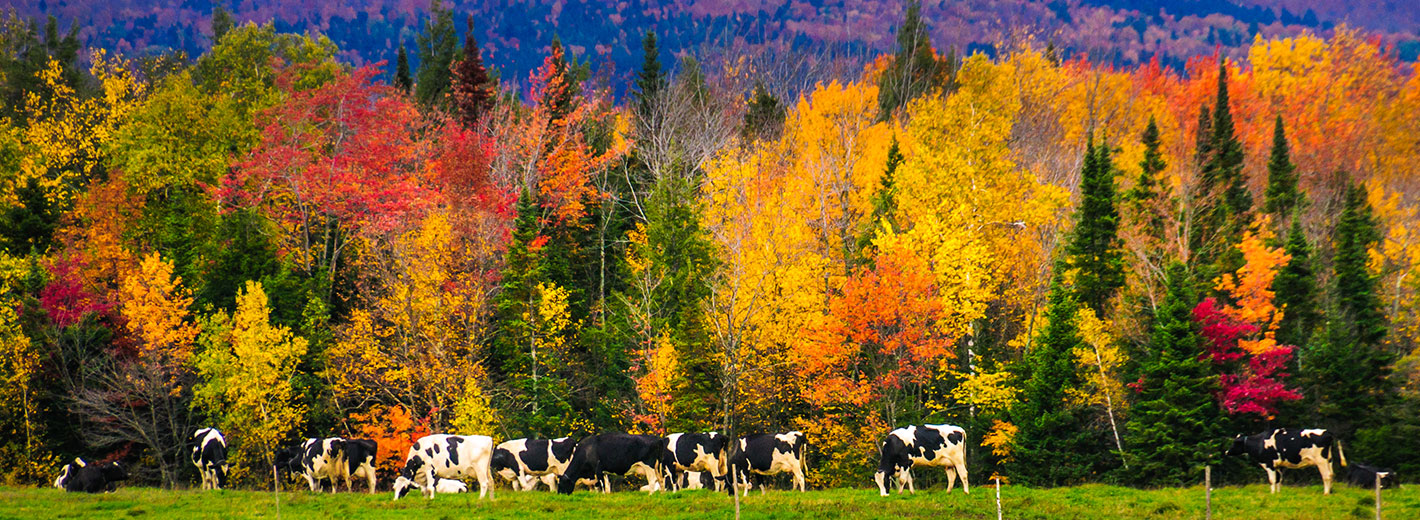 Dairy cows in New England landscape