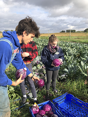 Carleton College students harvesting cabbage