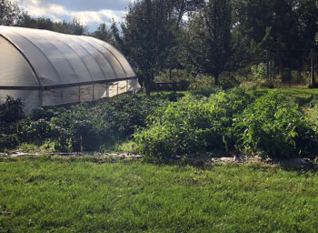 campusfarms_carleton_hoophouse_5544_1420