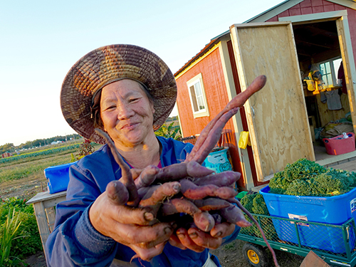 The Hmong farmers each get a shed to store their tools