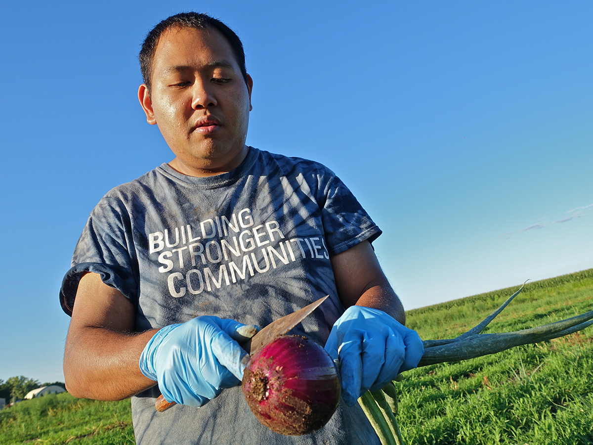 A Hmong farmer cuts a red onion off its stalk