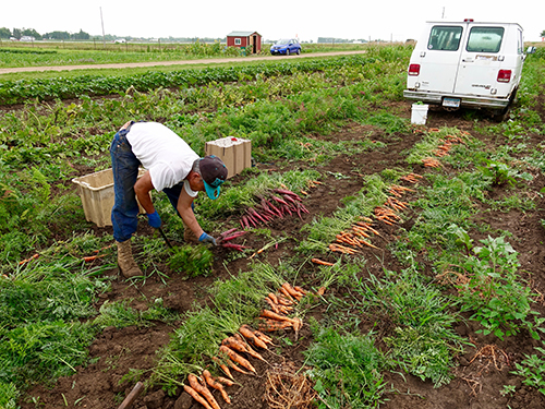Nineteen Hmong families are currently each renting one or two 5-acre plots from HAFA, growing carrots, potatoes, onions, and more for Carleton College, St. Olaf College, and other buyers