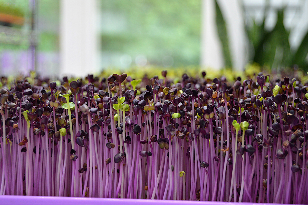 Simply Green cotyledon microgreens (photo courtesy of Russ Ward)