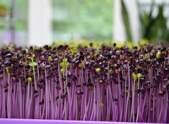 Gordon College Cook Grows Greens in Winter