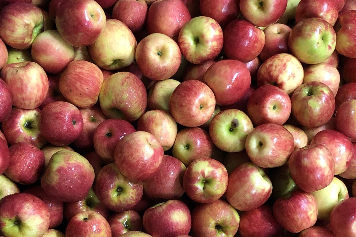 One of the 24 varieties of apples that Glei’s grows