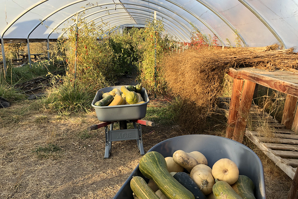 Zena's greenhouse