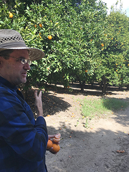 Old Grove Orange owner Bob Knight talks about his Gold Nugget mandarins