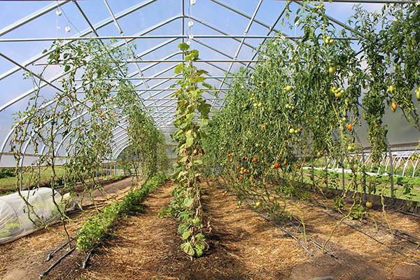 Tomatoes growing at Redlands Farm