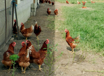 butler_Spring-Valley-Chickens_1200x630