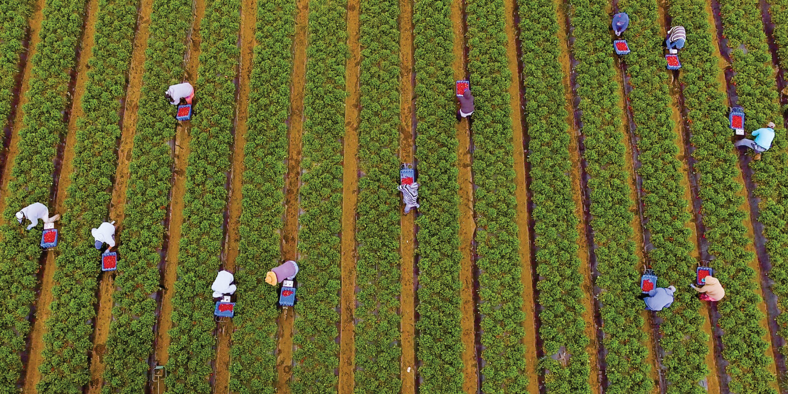 Overhead view of farmworkers in a field
