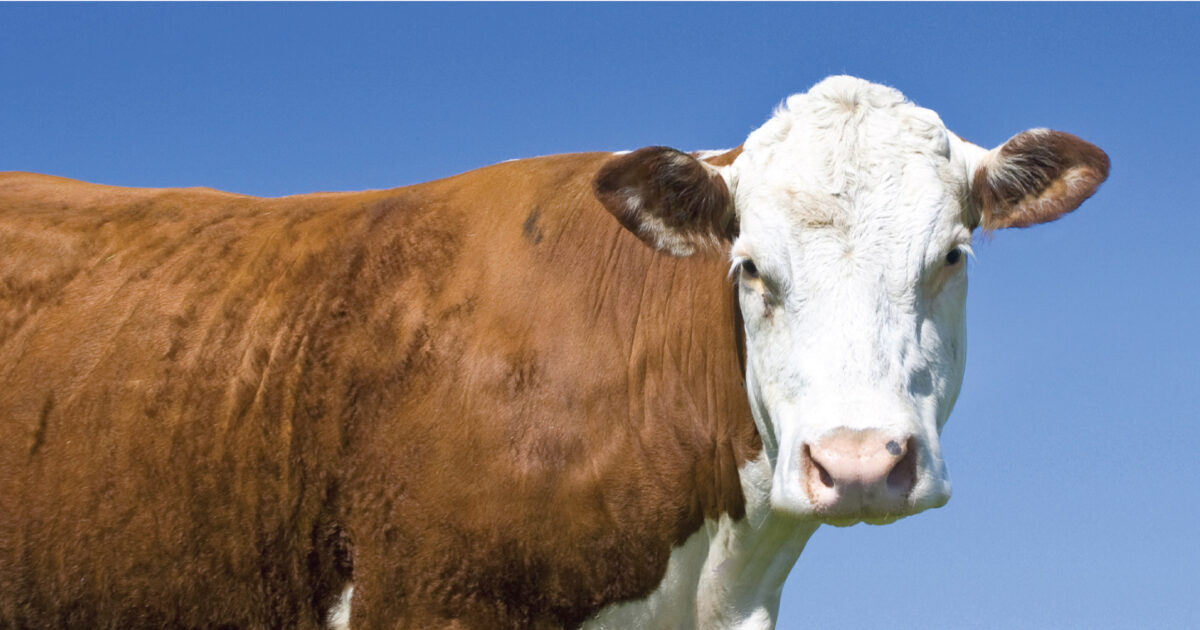 Beef cow standing in a field looking directly at the camera