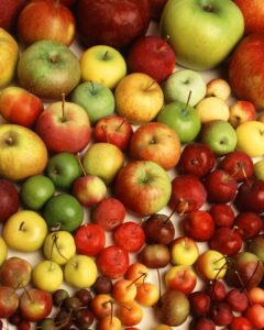 Just some of the 28 varieties of apples grown at Horse Listeners