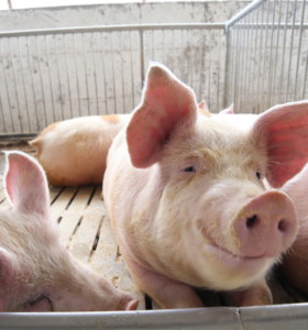 Pigs in group housing