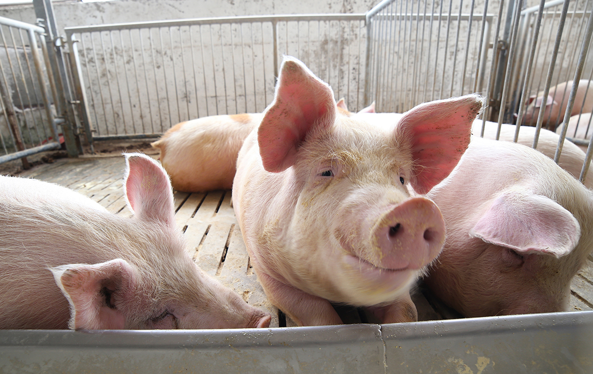 Pigs in group housing