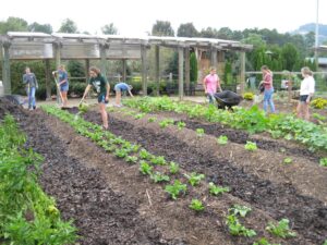 Students tend to rows of greens and vegetables at the Furman Farm