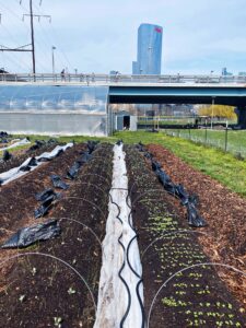 Two rows of vegetables with the Philadelphia skyline looming in the background 