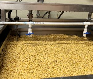 Soybeans being washed