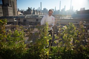 Caption: Culinary Director Bill Telepan harvests climbing pole beans on the roof of the Metropolitan Museum of Art. Photo credit: Quentin Bacon 