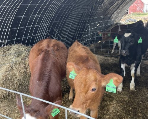 Alumni-owned Milkhouse Farm and Creamery Supplies Yogurt and Inspiration to Colby College