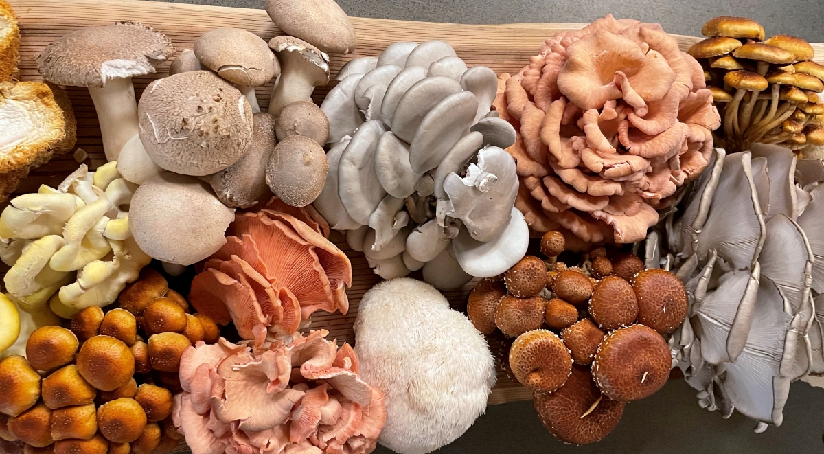 a variety of locally grown mushrooms