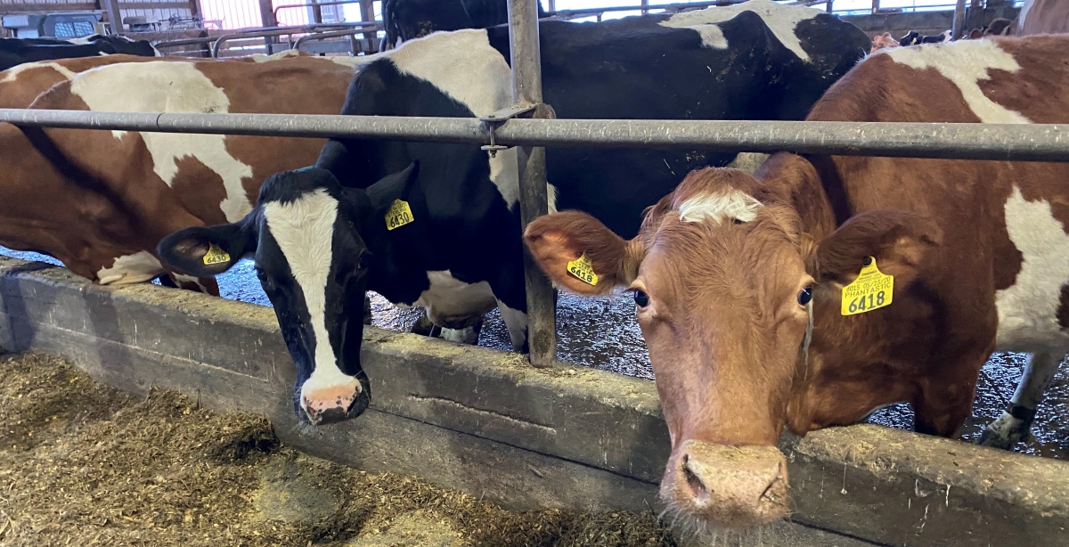 Hudson Valley Fresh farmer-owner Coon Brothers Dairy cows are fed crops grown using the no-till method on over 2,000 acres of Hudson Valley farmland
