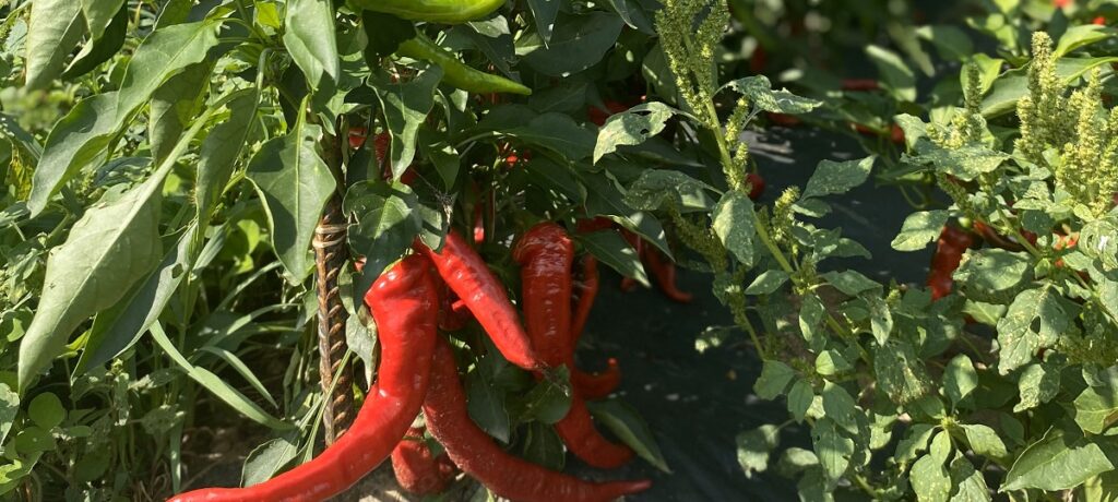 red hot peppers on the vine
