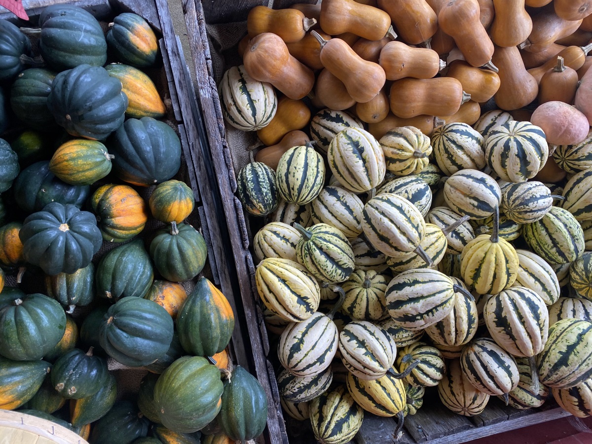 different squash varieties in piles on a farm 