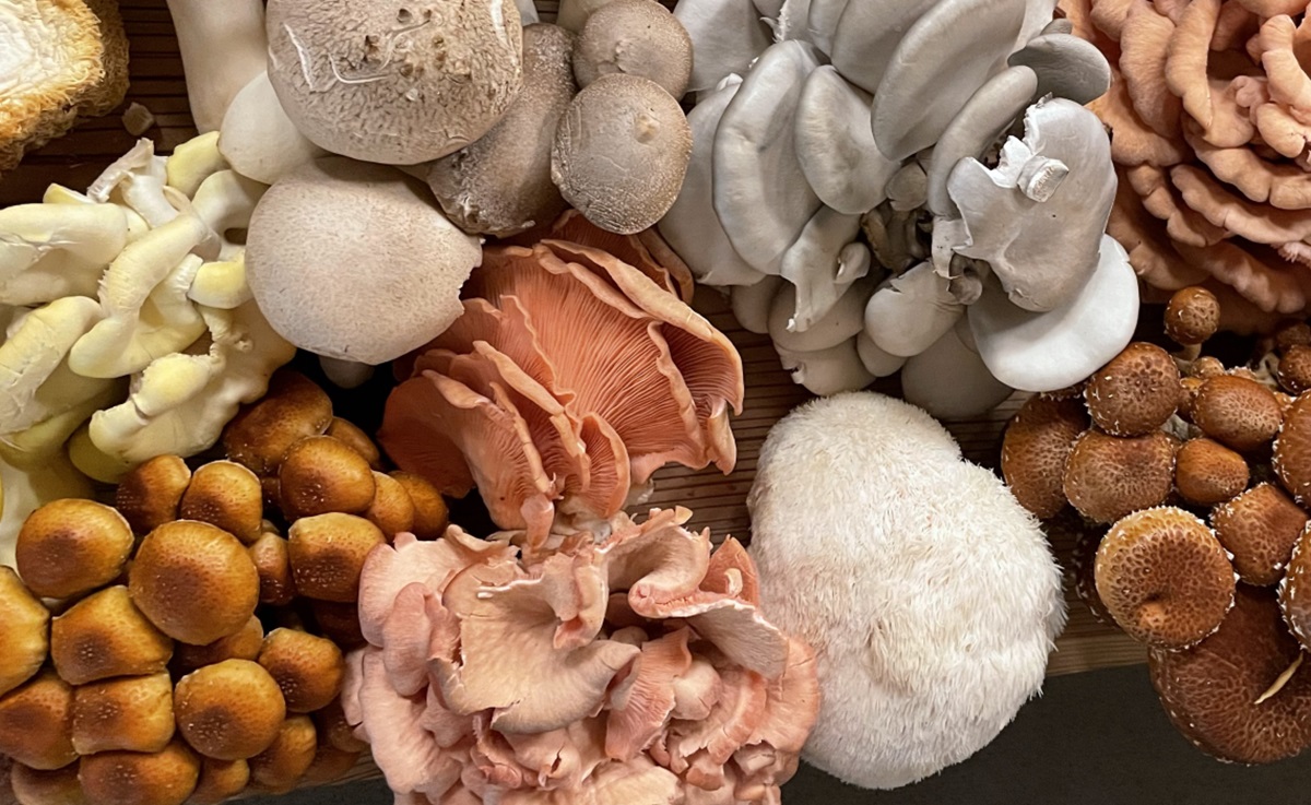 A closeup assortment of mushrooms