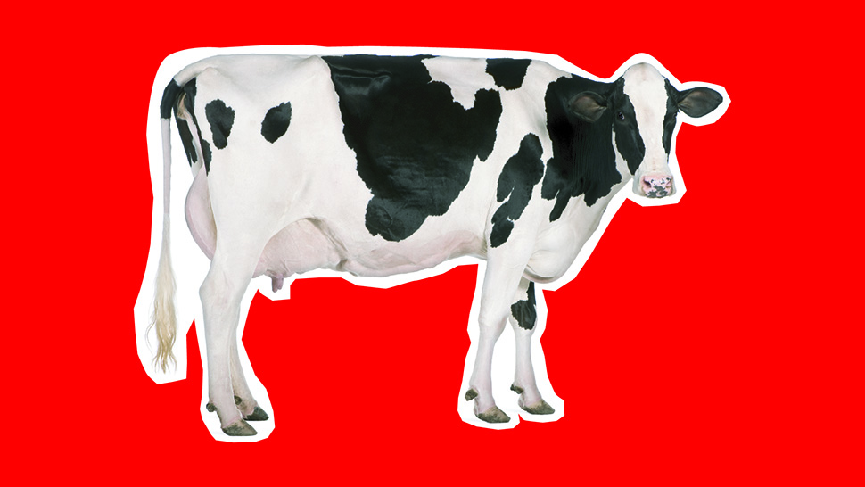 black and white cow on a red background